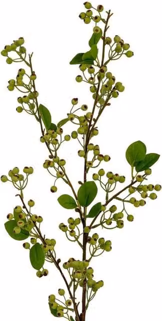 Hill Interiors Wintergreen Artificial Plant in Green