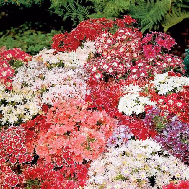 Unwins Twinkle Stars Phlox Ornamental Flower Seeds in Red, Purple and Multicolour