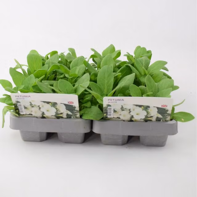 Plants By Post 12 White Petunia Bedding Plants for Borders, Pots and Hanging Baskets