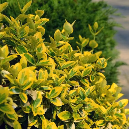 YouGarden Euonymus Emerald n Gold Standard Trees, Pair of Green and Yellow Ornamental Plants in 18cm Pots – 5