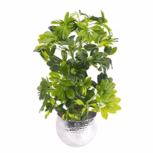 Leaf Design UK Artificial Golden Capella Potted Plant in a Silver Metal Planter, Green, Height: 75 cm – 2