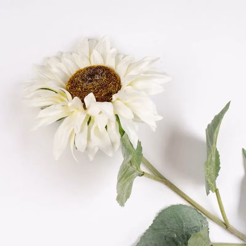 Scottish Everlastings Ltd Pack of 3 Cream and White Sunflower Stems, Height: 77 cm