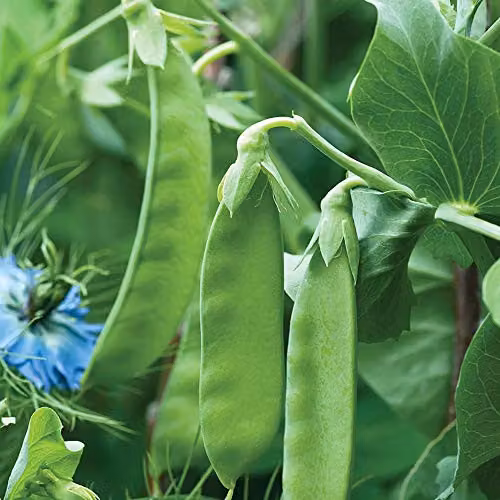 Thompson and Morgan Snow Wind Pea Mangetout Vegetable Seeds, 125 Seeds