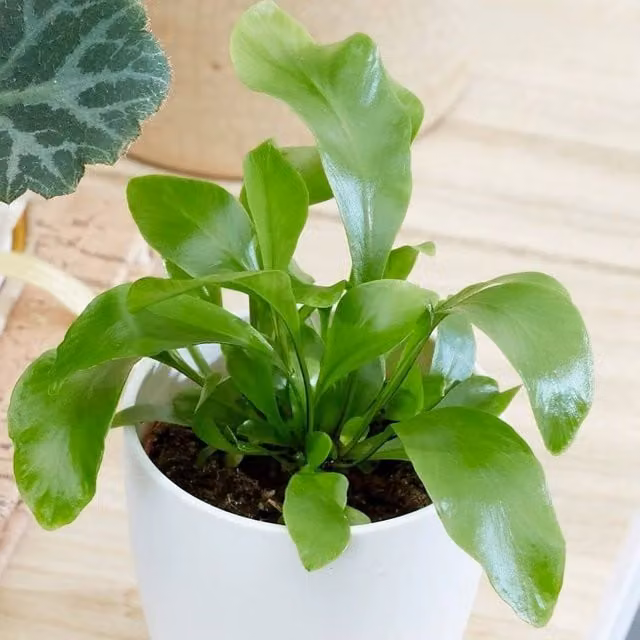 Primrose Asplenium Bird's Nest Fern Indoor Potted Plant in Green, Height: 11 cm