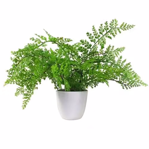 Leaf Design Potted Royal Fern Artificial Plant in Green, H 40 cm x W 40 cm x D 30 cm