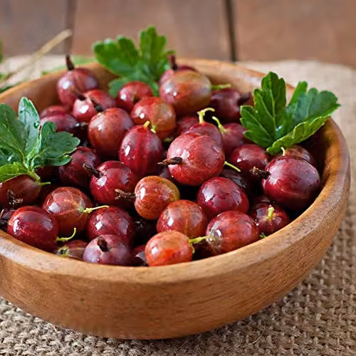 Thompson and Morgan Gooseberry Hinnonmaki Red Ribes uva-crispa Hardy Fruit Shrub, 1 x 9cm Pot