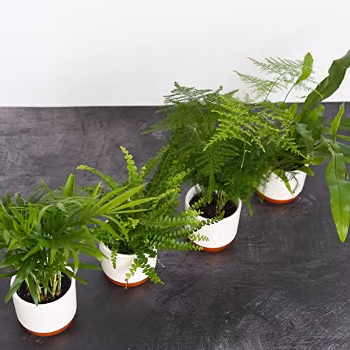 Thompson and Morgan Green Tropical Foliage Houseplant Starter Mix Collection of 3 Easy to Grow Perennial Indoor Plants in 6cm Pots – 3