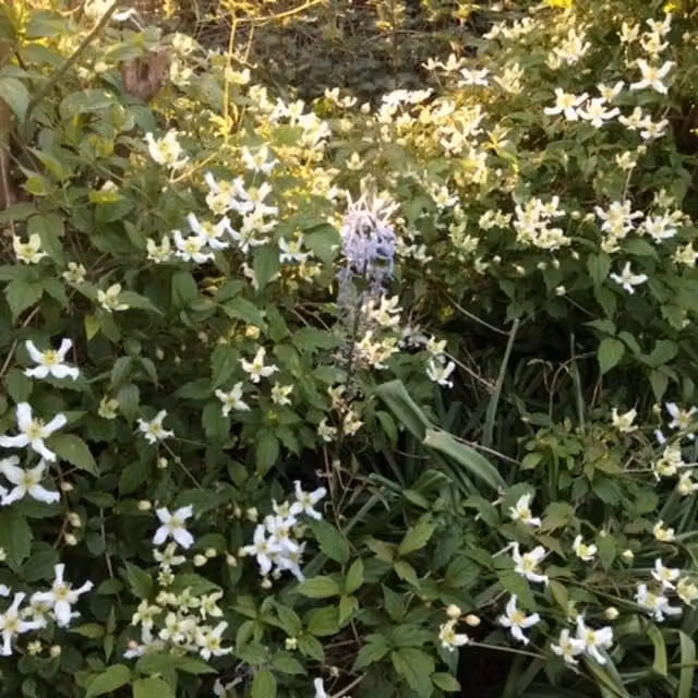 Plants By Post Clematis montana Wilsonii White Climbing Ornamental Garden Plant