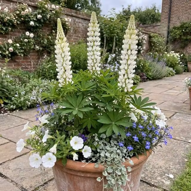 Plants By Post Lupin Legendary White Perennial Potted Plants, 3 Pack