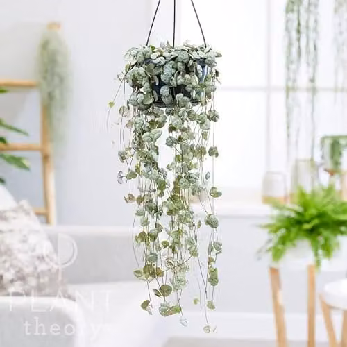 Plant Theory Ceropegia Linearis Woodii String of Hearts Indoor Plant with 14cm Hanging Pot