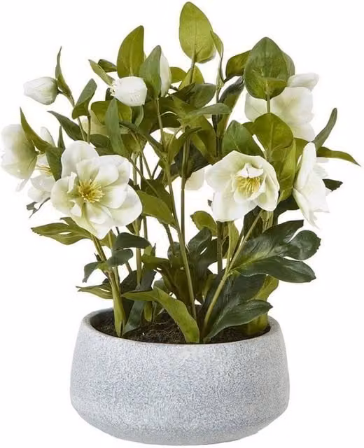 Lemon Pavilion Hellebore Potted Plant in White and Grey Plastic, W: 38 cm, D: 33 cm, H: 41 cm – 1