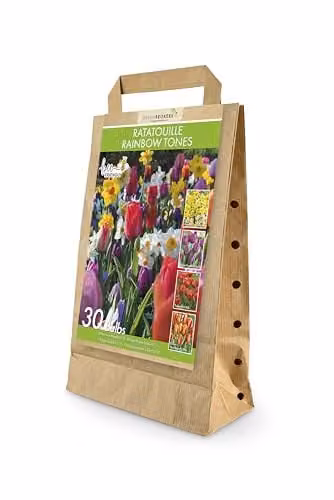 GreenBrokers Ratatouille Rainbow Tones Spring Flower Bulbs, 30 Mixed Narcissus and Tulipa Bulbs, Multicolour
