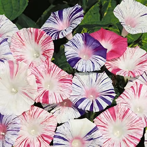 Thompson and Morgan Morning Glory Carnevale di Venezia Ipomoea purpurea Seeds with Pink, Blue and White Striped Blooms (Approx 35 Seeds)