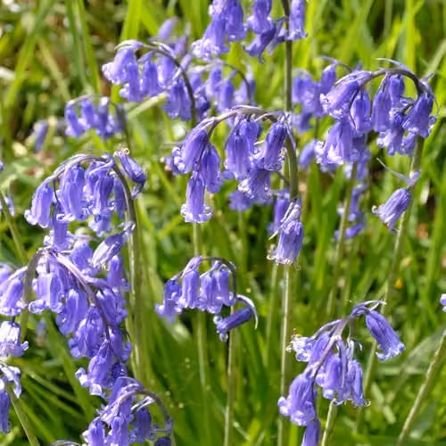 YouGarden English Bluebell Bulbs, Pack of 20, Blue – 1