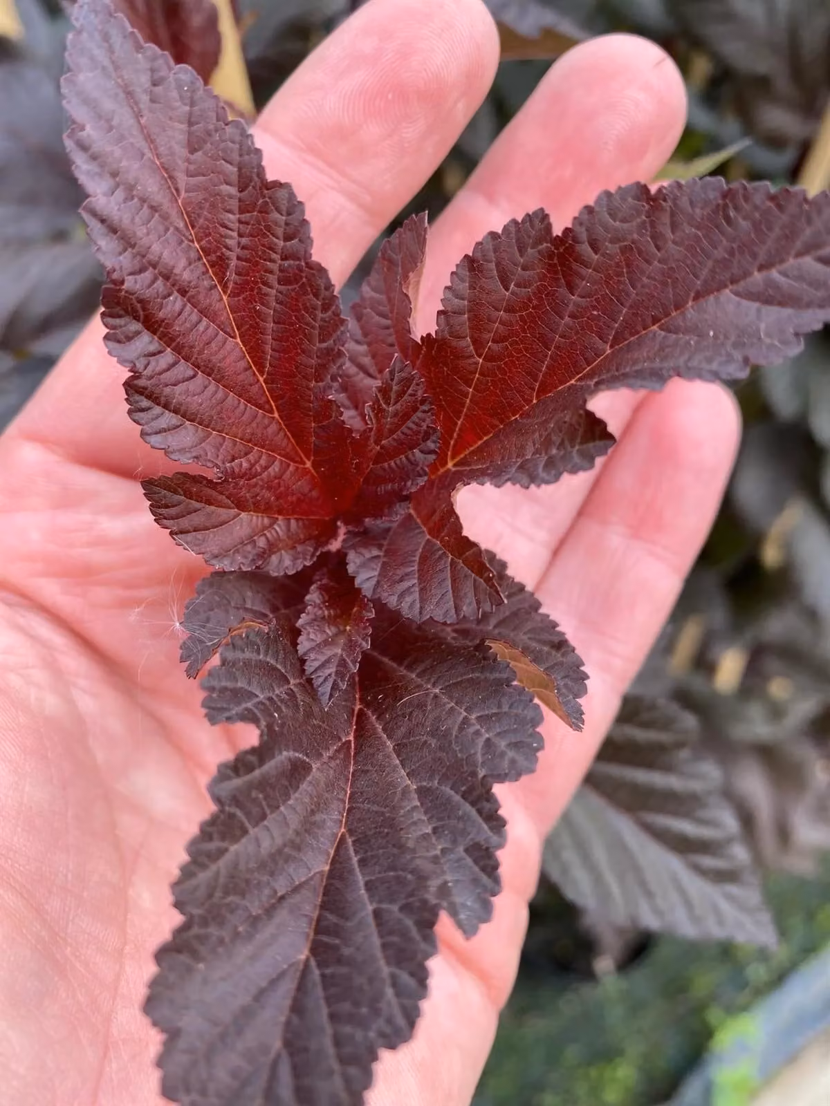 Direct Plants Physocarpus Lady in Red Ornamental Shrub, Height: 152.4 cm, 7.5 L Pot – 2