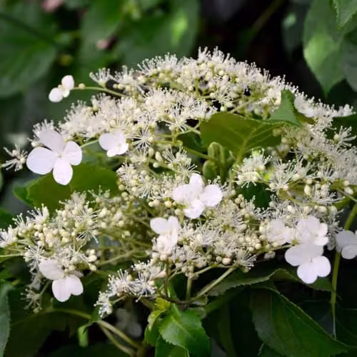 Thompson & Morgan Hydrangea Anomala Petiolaris Climbing Plant with White Summer Blooms in an 18 Litre Pot – 2