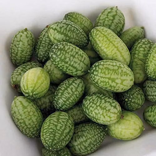 Thompson and Morgan Cucamelon Melothria scabra Mexican Gherkin Vegetable Seeds, 20 Seeds