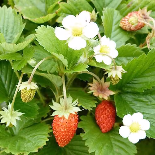 Thompson and Morgan Woodland Strawberry Fragaria Alpine Wild Hardy Perennial Fruit Seeds, 80 Seeds – 2