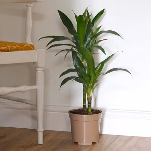 YouGarden Dracaena Janet Craig Two Stem Indoor Houseplant with Green Foliage in a 17cm Pot