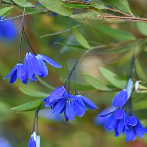 Thompson and Morgan Sollya heterophylla Ultra Blue Evergreen Climber with Blue Flowers, 3 Litre Pot