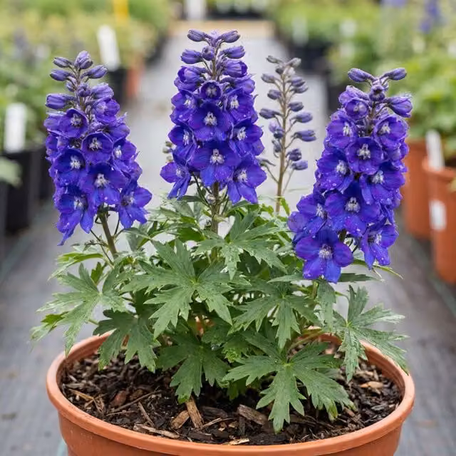 Plants By Post Delphinium Pixie Neptune Rocket Blue Perennial Shrub, 3L