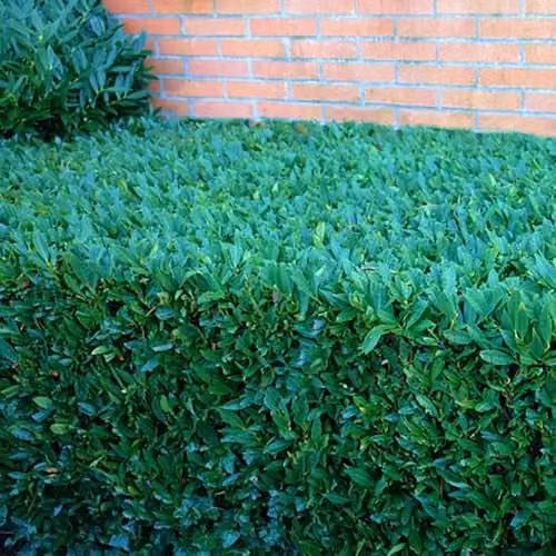 YouGarden Prunus Laurocerasus Cherry Laurel Hedging Plants in 9cm Pots, Green – 2