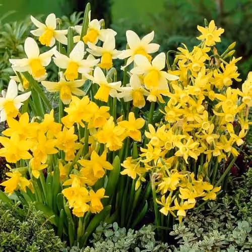 YouGarden Yellow Narcissus Miniature Bulbs, Pack of 35 Bulbs for Autumn Planting – 1