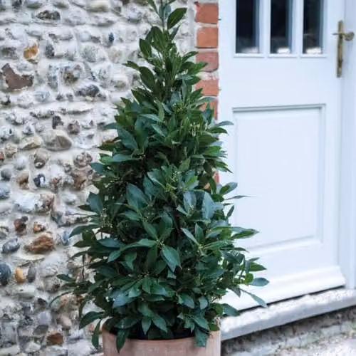 Thompson & Morgan Bay Pyramid Duo Patio Container Plant with Aromatic Leaves and Spring Flowers, Green and Yellow, Height: 80 cm – 3
