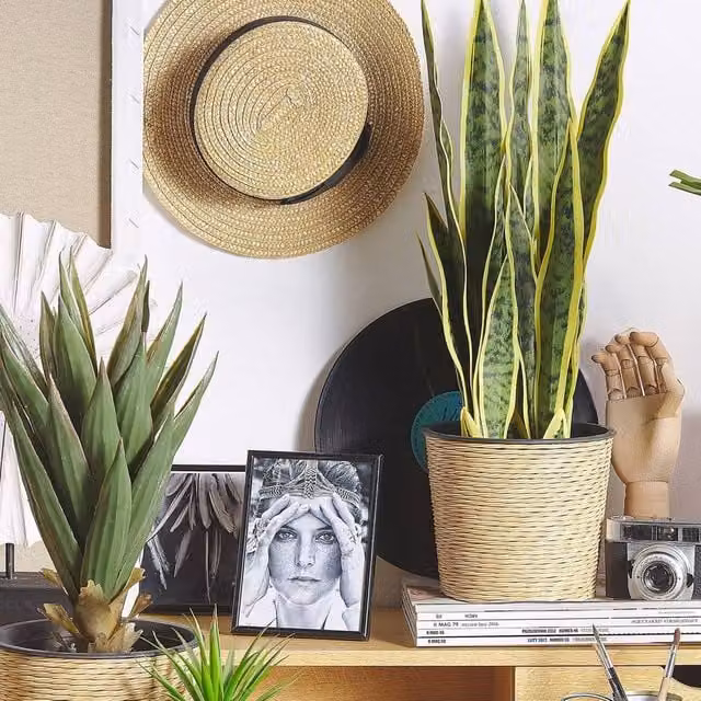 Wyld and Coco Artificial Snake Plant in a Black Cement-Filled Pot, Green, Height: 63 cm – 1