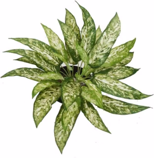 Leaf UK Green Fire Resistant Aglaonema Artificial Plant, Height: 45 cm