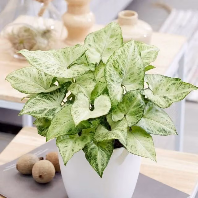 Primrose Gonium Arrow Nephthytis Green Indoor Foliage House Plant, Height: 25 cm, Pot: 12 cm