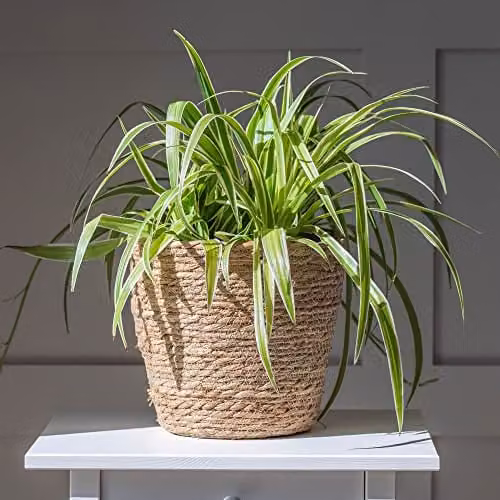 Thompson and Morgan Variegated Spider Plant Chlorophytum comosum 'Variegatum' Indoor Hardy Perennial, 2 x 9cm Pots