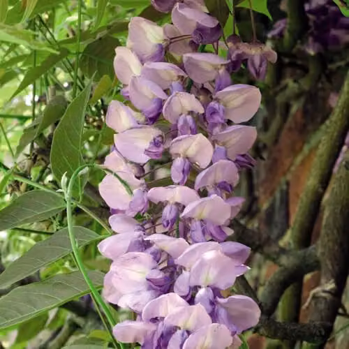 Thompson and Morgan Wisteria Sinensis Climbing Shrub, 3 x 9cm Potted Plants, Blue-Purple Blooms – 2