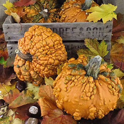 Thompson and Morgan Pumpkin Zombie F1 Hybrid Cucurbita Pepo Orange Vegetable Seeds, 4 Seeds per Packet – 2