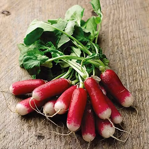 Thompson & Morgan Flamboyant 3 Radish Seeds, Red and White Hardy Annual Vegetable Seeds, 1 Packet