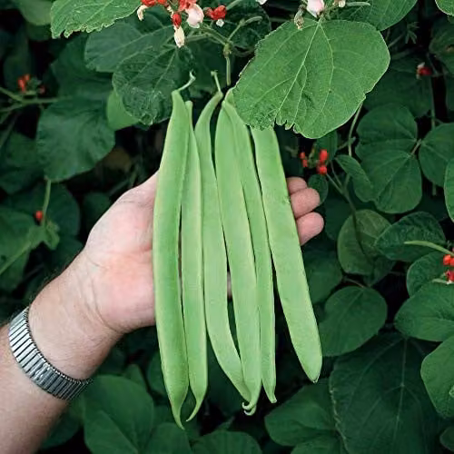 Thompson and Morgan St George Runner Bean Seeds, 40 Seeds per Packet