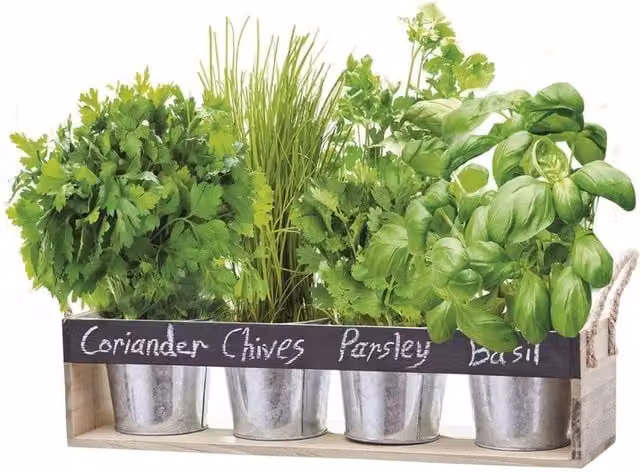 FLAVORA Herb Chalk Board Gift Set Window Box Growing Kit in Silver, 1.25kg – 1