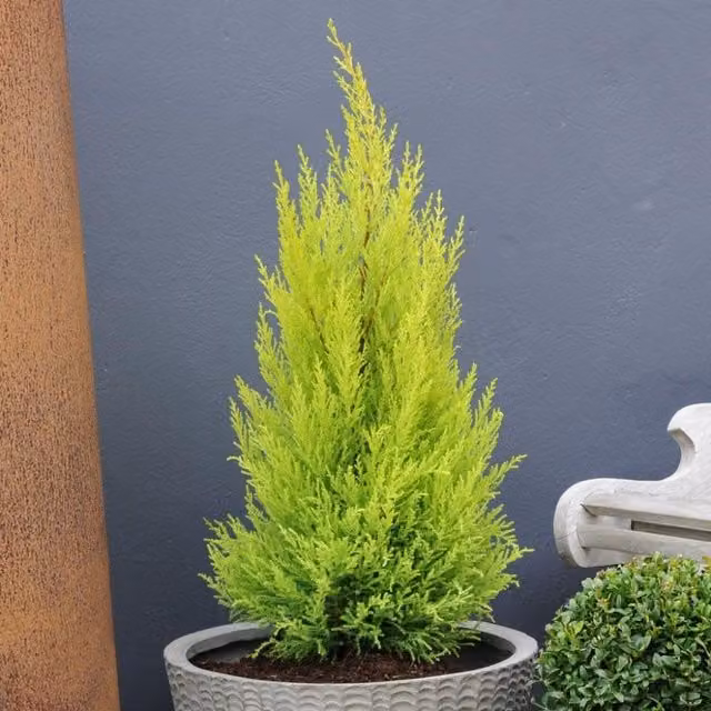 Thompson & Morgan Cupressus Goldcrest Potted Conifer Shrub, Green