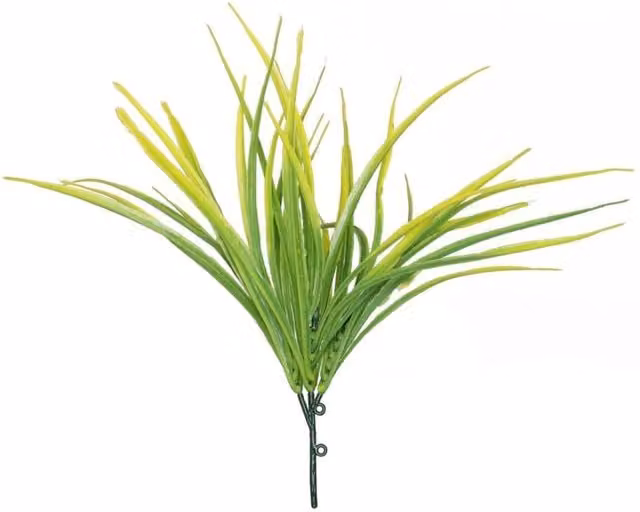 KDMD 3 Pack of Organic Yellow Hardy Grass in Green Plastic