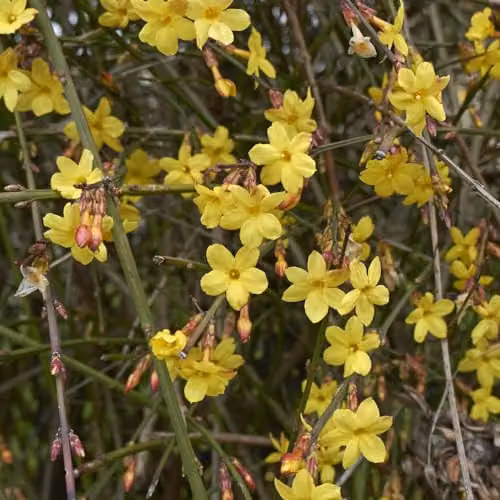 Thompson and Morgan Winter-Flowering Jasmine Nudiflorum Evergreen Climbing Shrub with Yellow Flowers, 3 Litre Pot