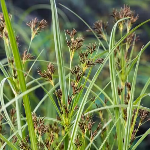 Thompson & Morgan Cyperus Longus Galingale Marginal Aquatic Plant, 2 x 9cm Pots