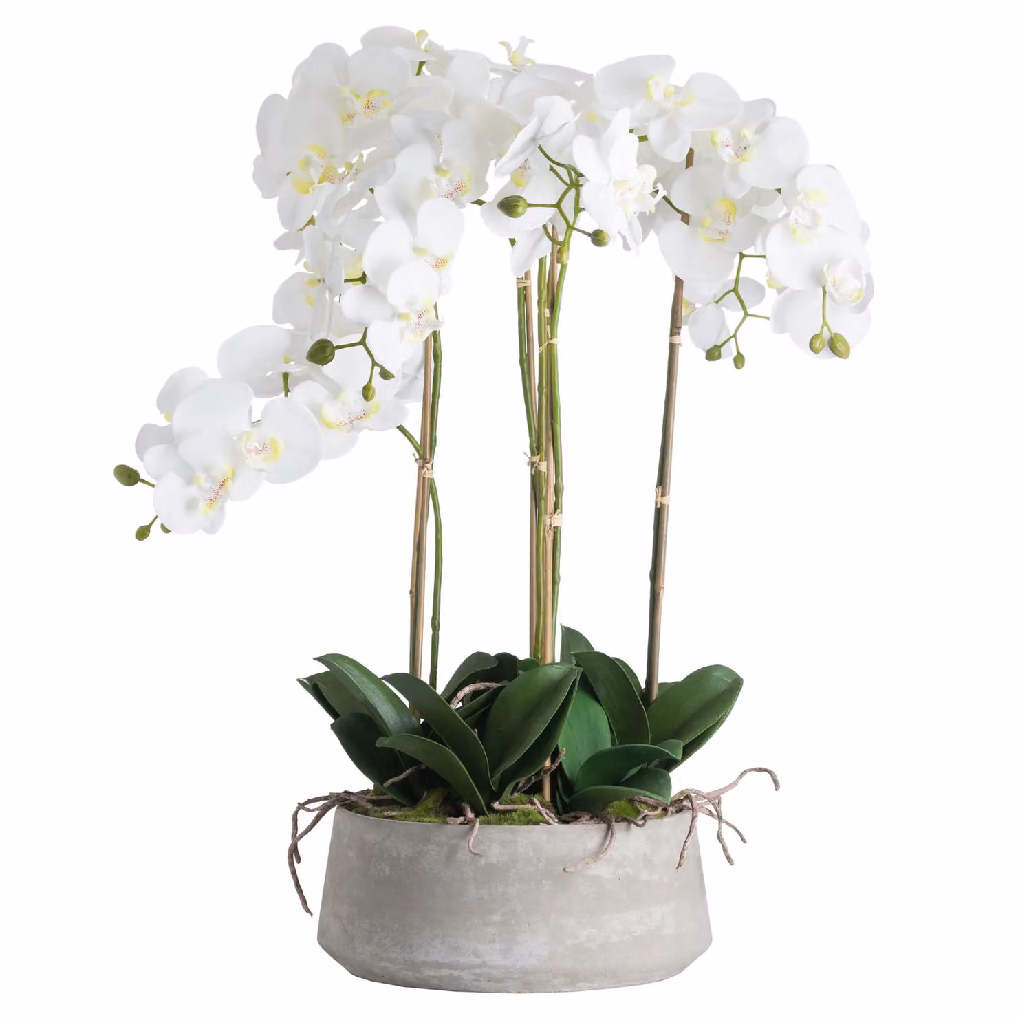 Love Lace Large White Orchid in a Stone Pot – 2