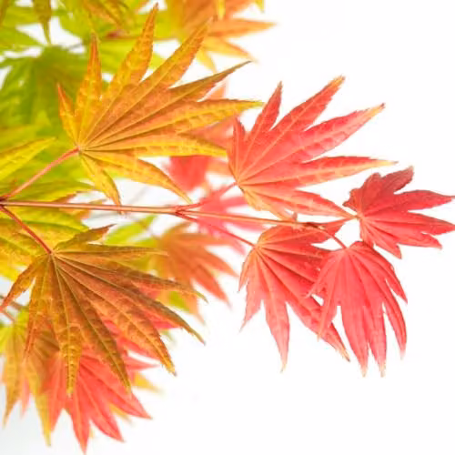 Thompson and Morgan Acer Shirasawanum Colour-Changing Japanese Maple Hardy Deciduous Ornamental Shrub, 3 Litre – 2