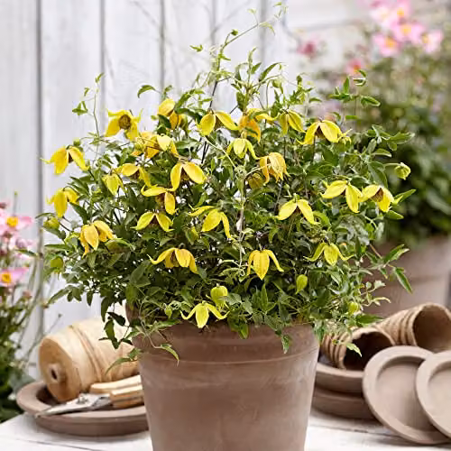 YouGarden Clematis tangutica Little Lemons Climber, 3 x 7cm Pots, Yellow and Green – 2
