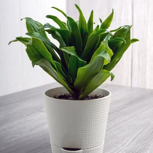 Thompson & Morgan Dracaena fragrans Compacta Indoor Houseplants with Dark Green Glossy Foliage, 2 x 5.5cm Potted Plants