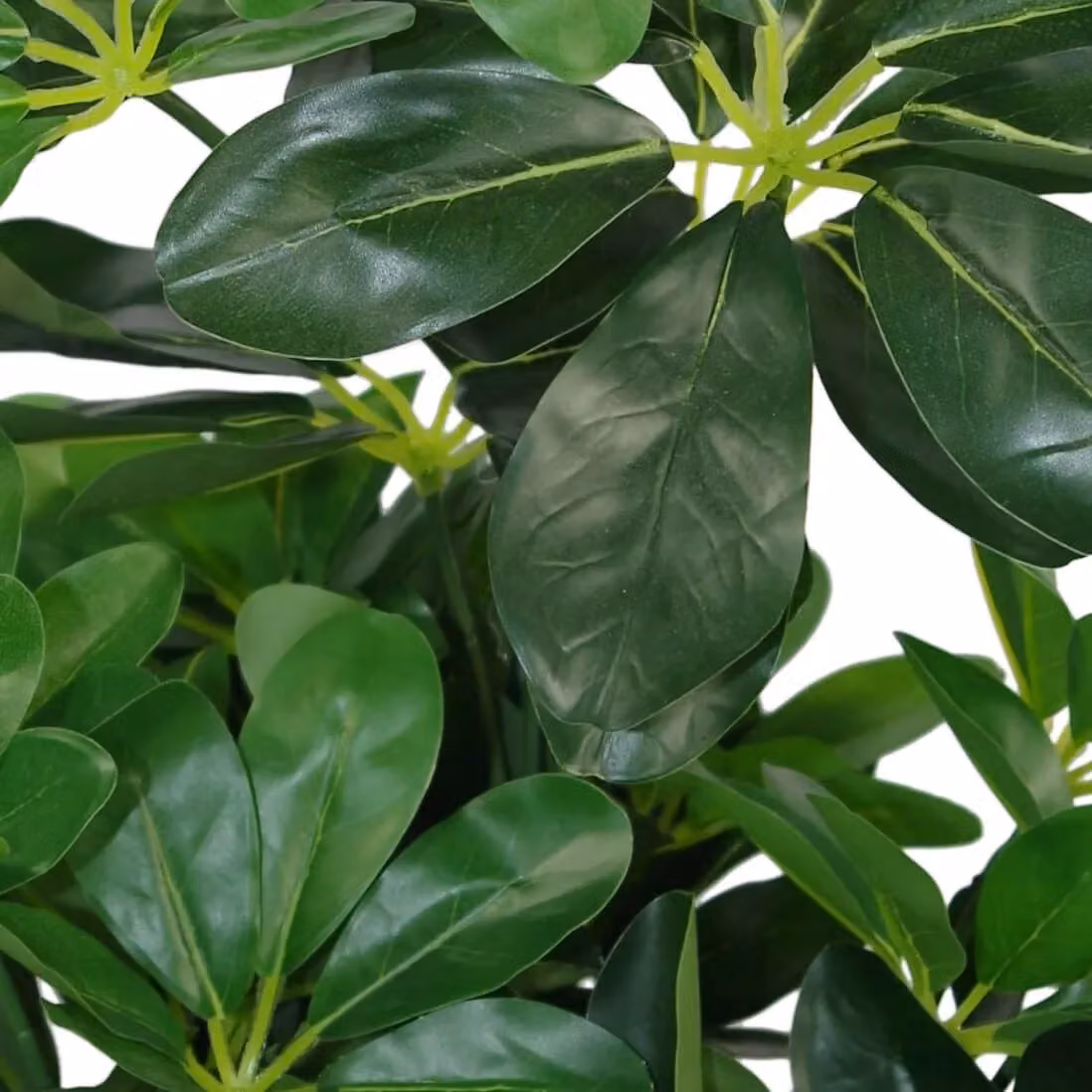 Leaf Design UK Green Artificial Arboricola Potted Plant, Height: 55 cm – 3
