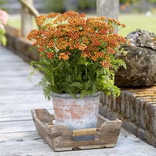 Thompson and Morgan Achillea Milly Rock Red Compact Hardy Perennial, 3 x 2 Litre Pots – 1