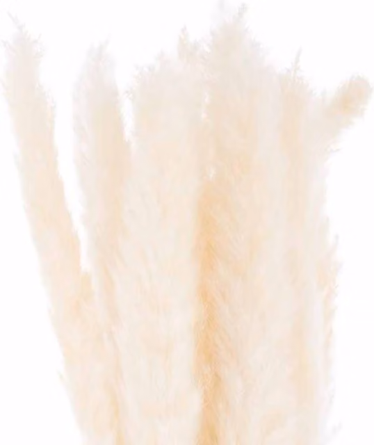 Lemon Pavilion Furniture and Decor White Mini Artificial Pampas Grass Bunch of 15, Height: 60 cm