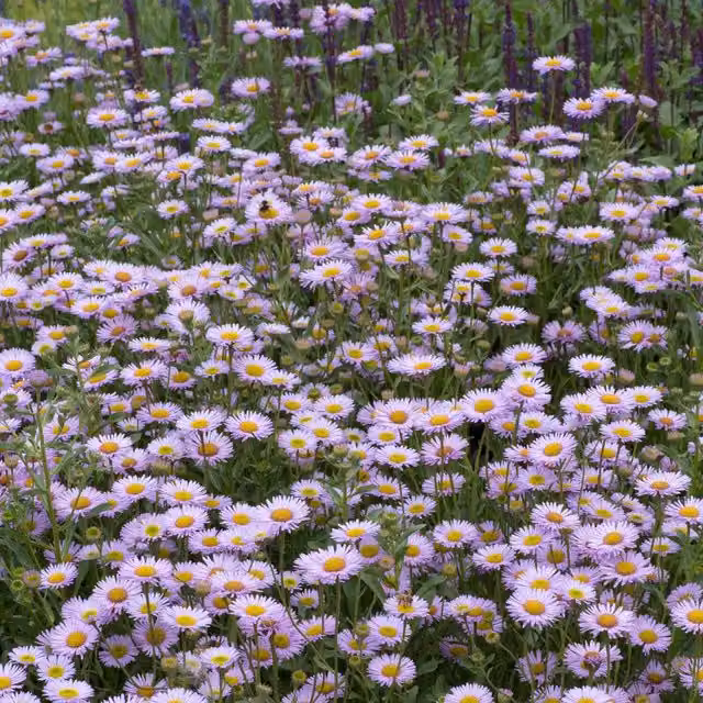 Marshalls Garden Erigeron Wayne Roderick Lavender-Blue and White Perennial Ground Cover