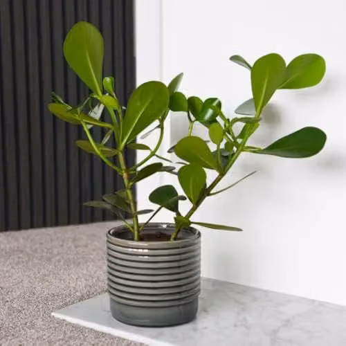 Thompson & Morgan Clusia rosea Princess Autograph Tree, 2 x 12cm Potted Indoor Plants